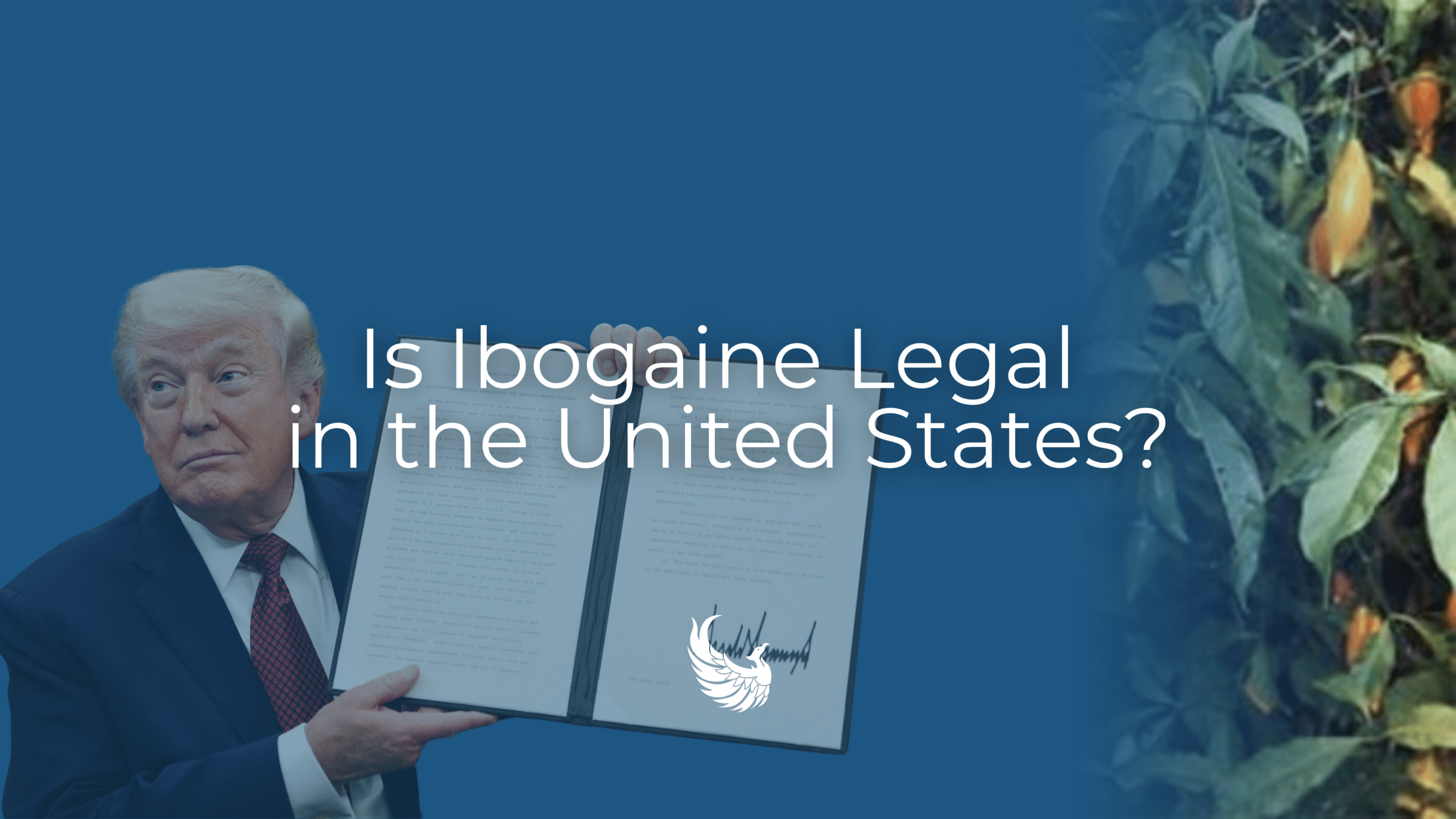 Is Ibogaine Legal in the United States?
